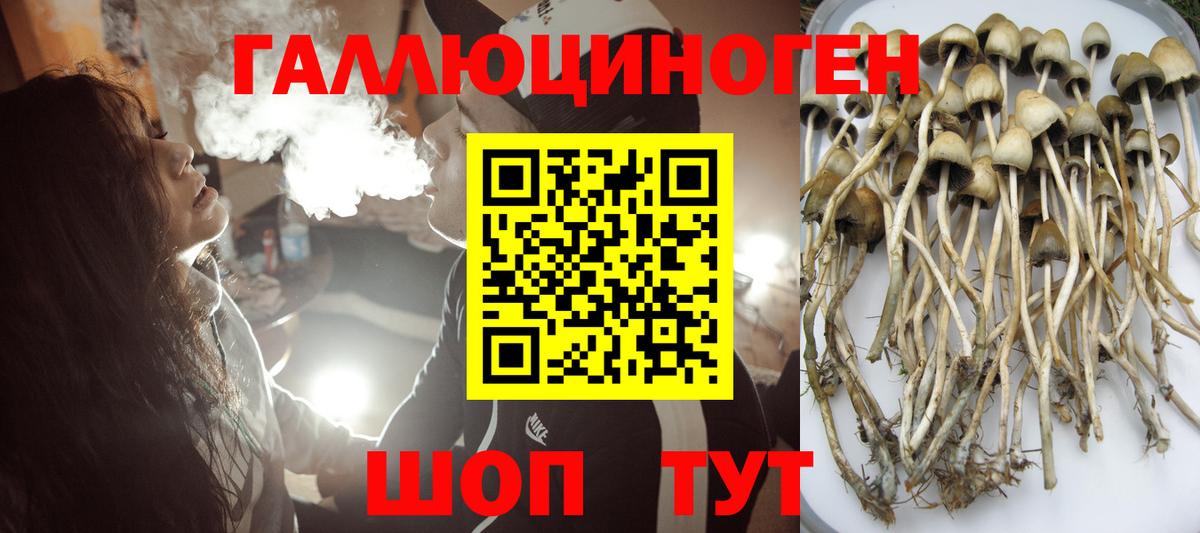 Галлюциногенные грибы Psilocybe Медногорск